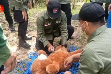 Personel Manggala Agni dilatih evakuasi Orangutan ketika karhutla