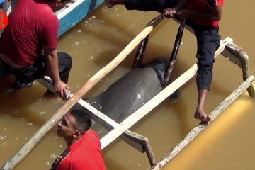 Damkar evakuasi lumba-lumba yang terjebak di Sungai Wanggu