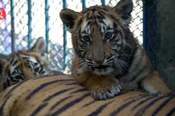 Dua bayi harimau Royal Bengal lahir di Kebun Binatang Bangladesh