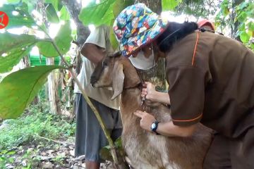 Pemkab Klaten vaksinasi ribuan hewan ternak cegah Antraks