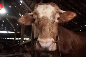 Pemkab Ngawi maksimalkan pengembangan peternakan sapi