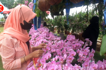 Upaya mendongkrak wisata dan pertanian bunga anggrek daerah