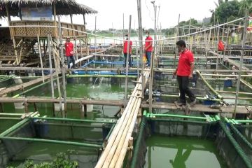 Pemanfaatan Danau Bulakan jadi sumber ketahanan pangan