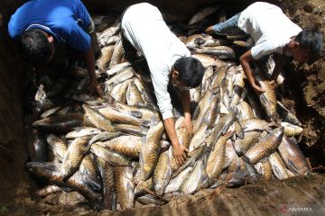 Tiga ton ikan larangan di Lubuk Landur mati