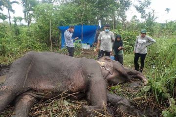 BKSDA: Seekor gajah sumatra mati di Aceh Besar