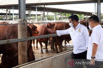 Mentan pastikan stok sapi siap potong aman hingga Lebaran