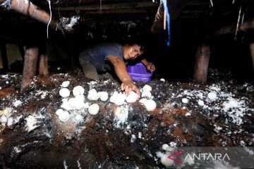 Budi daya jamur merang di Aceh Besar