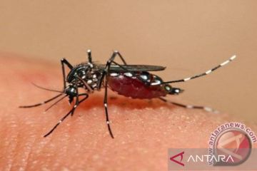164 penduduk meninggal akibat Dengue hingga pekan kedelapan 2022