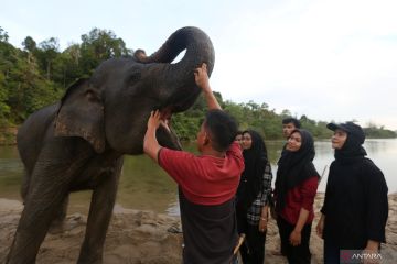 Populasi dan sebaran gajah sumatera