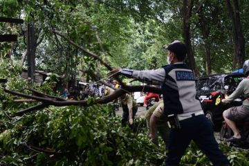 Angin kencang tumbangkan pohon di Bekasi