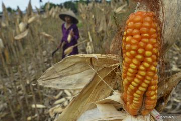 Kementan dorong pertanian terpadu 10 ribu hektar di Gowa