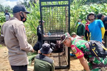 BKSDA pasang perangkap buaya pemangsa di sungai Mukomuko