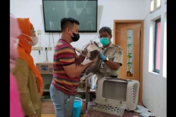 Puluhan kucing dan anjing divaksin anti rabies di Pondok Kelapa