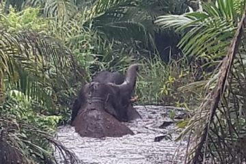 BBKSDA Riau berupaya keluarkan dua gajah terjebak di rawa