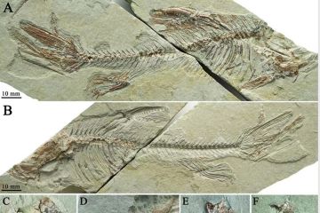 Fosil ikan era Oligosen ditemukan di Dataran Tinggi Qinghai Tibet
