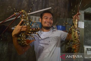 Komoditas unggulan udang lobster kualitas ekspor