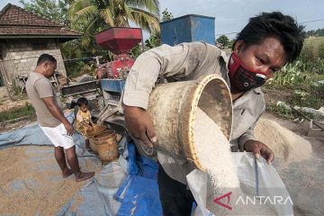 BPS: Produksi padi di Maluku pada 2021 naik 5,75 persen