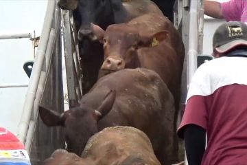 1.786 Ekor sapi impor Australia tiba di Pelabuhan Belawan