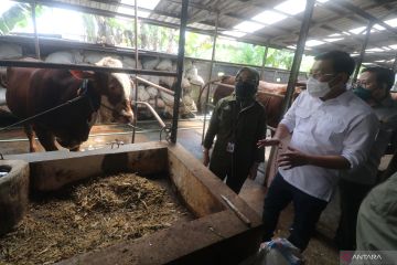 Badan Pangan integrasikan BUMN-Kementan percepat mobilisasi sapi lokal