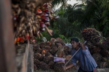 Kemenkeu: Insentif biodiesel BPDPKS capai Rp110,03 triliun