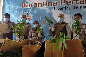 Karantina Pertanian Surabaya sita ratusan anggrek asal Merauke