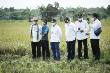 Kemarin, Kementan tingkatkan produksi pangan hingga soal solar subsidi