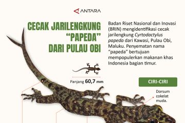 Cecak jarilengkung 'papeda' dari Pulau Obi