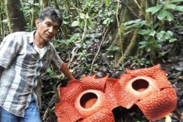 15 bunga Rafflesia mekar di Batang Palupuh Agam selama 2022