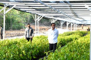 Presiden tinjau Persemaian Mentawir di Kalimantan Timur