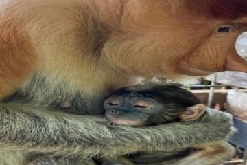 Bayi bekantan lahir di Bekantan Rescue Center Banjarmasin