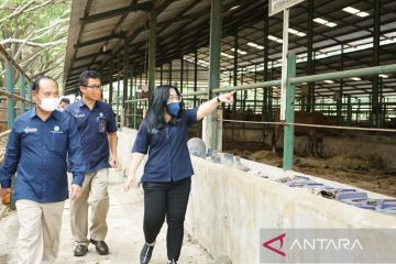 Badan Pangan Nasional gandeng Pupuk Kujang jaga stok daging sapi