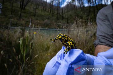 Pelestarian katak corroboree di New South Wales