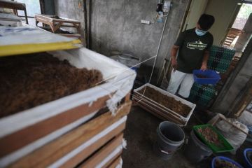 Budi daya cacing