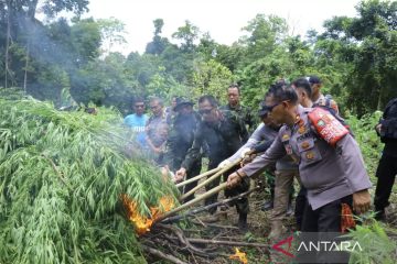 BNN musnahkan ladang ganja seluas 8.013 meter persegi di Aceh