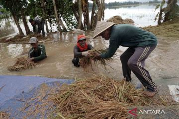 Padi siap panen rusak terendam banjir di Banyumas