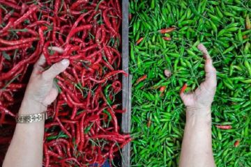 Harga cabai melonjak di Jambi