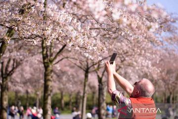 Sakura di Negeri Kincir Angin