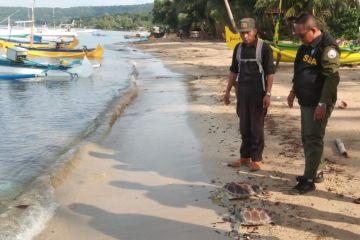 BKSDA minta warga Pulau Bawean mulai peduli dengan Penyu