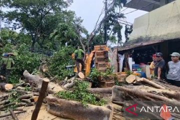 Pohon beringin tumbang timpa kendaraan dan warung di Cempaka Putih