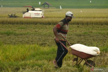 BPS: Upah nominal harian buruh tani nasional naik 0,30 persen