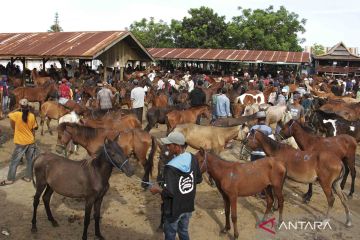 Mau beli kuda? Datang saja ke Pasar Hewan Tolo di Jeneponto