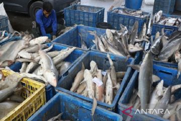 KKP: Potensi ikan tangkap Indonesia capai 12,01 juta ton