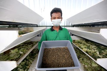 Lahan BTKD di Surabaya dimanfaatkan untuk pertanian perkotaan