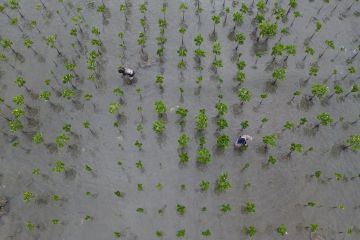 Perawatan Mangrove