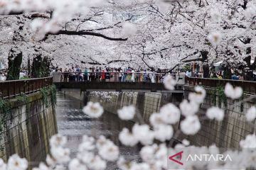 Indahnya pemandangan bunga sakura bermekaran di Tokyo