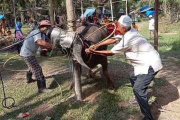 Jelang Ramadhan, tradisi "Bantai Adat" di Merangin sembelih kerbau