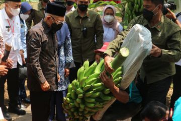 Ma'ruf Amin ikuti panen perdana Pisang Cavendish di Ponorogo