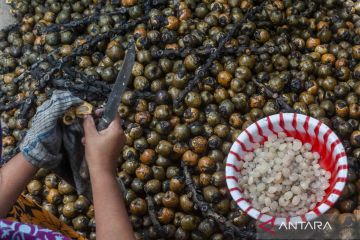 Peningkatan permintaan buah kolang-kaling menjelang bulan Ramadhan