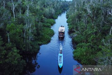Peneliti: Perlu waktu lama pulihkan cadangan karbon di bekas mangrove