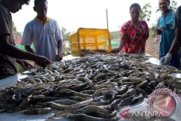 Budi daya kepiting bakau di Bombana masih dilakukan secara alami